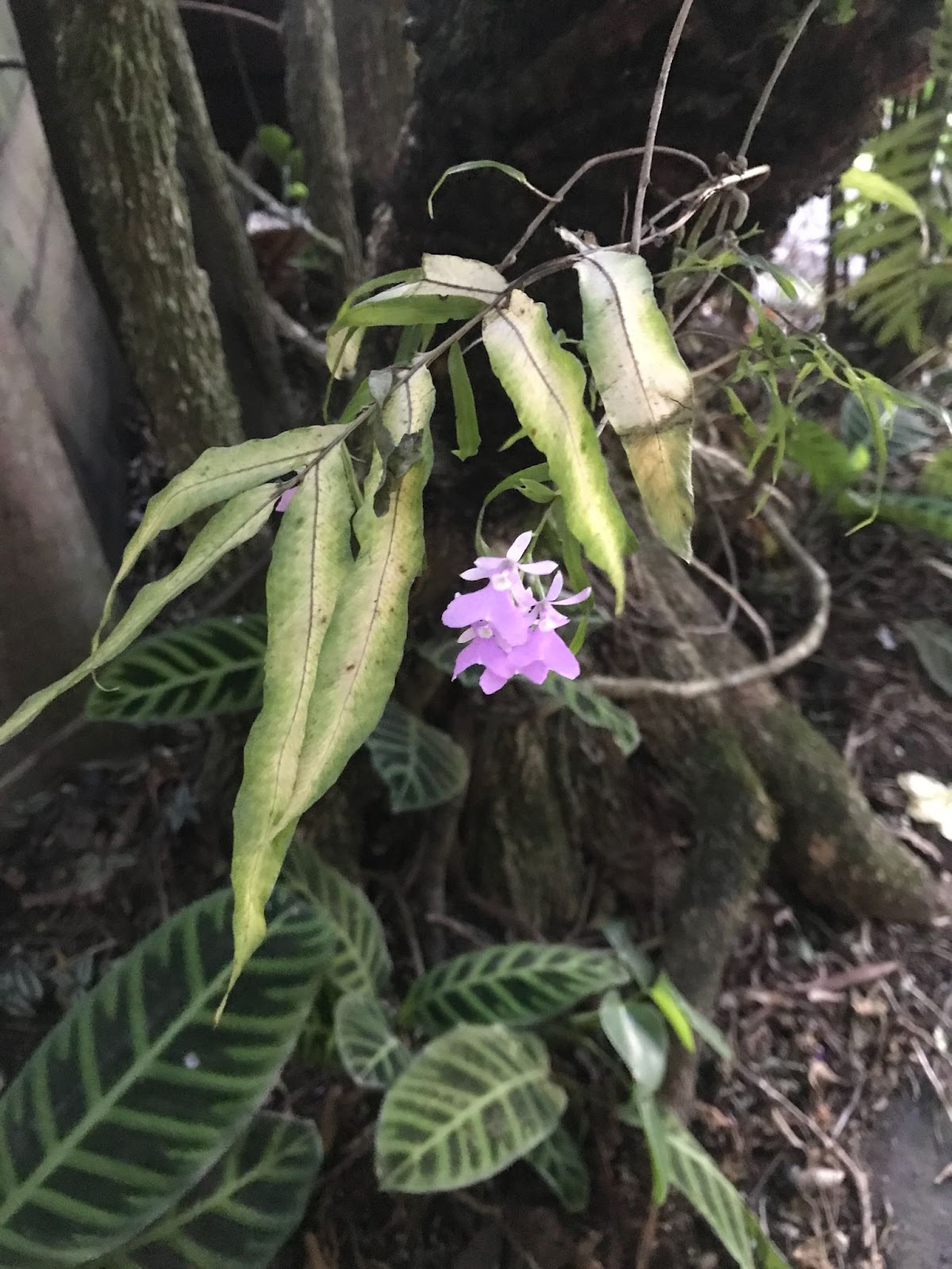 Orchid, Monteverde