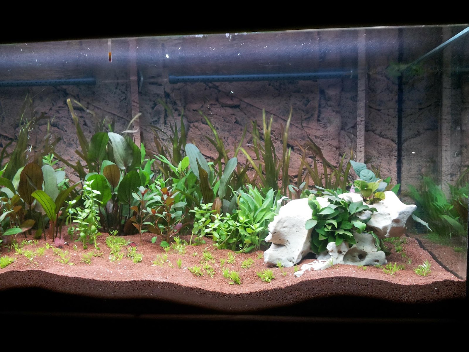 An aquarium with lots of plants