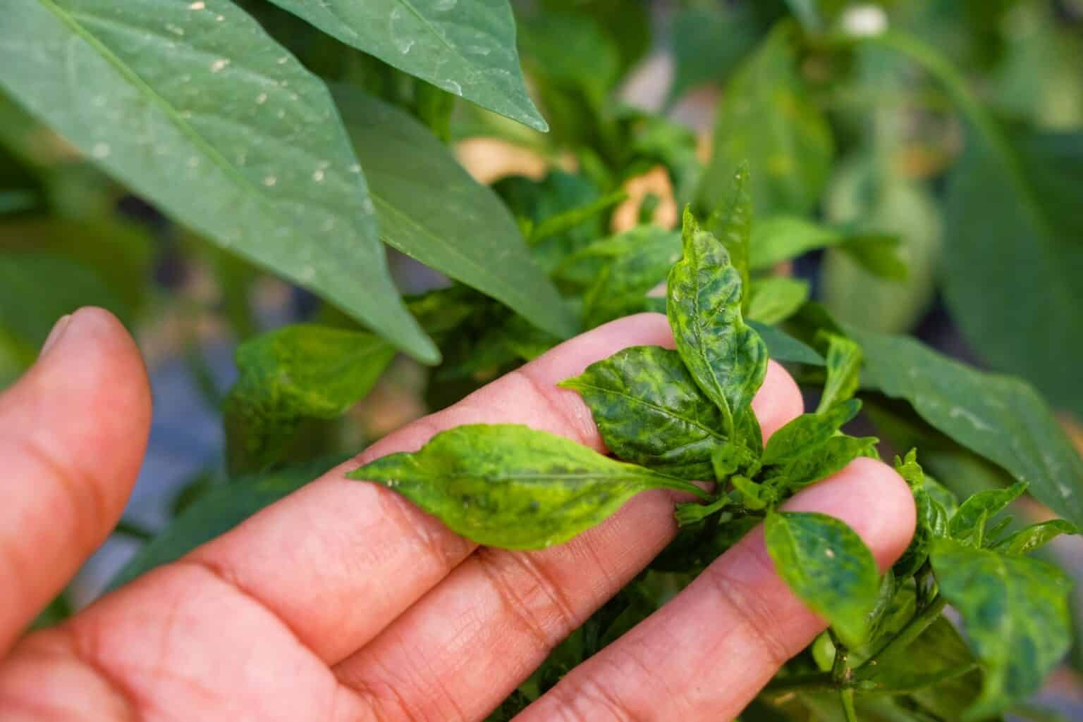 Supporting pepper plants prevent diseases