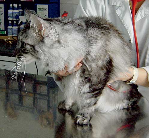Auscultation (here a Maine Coon) is a fundamental part of the clinical cardiovascular examination, even in asymptomatic animals