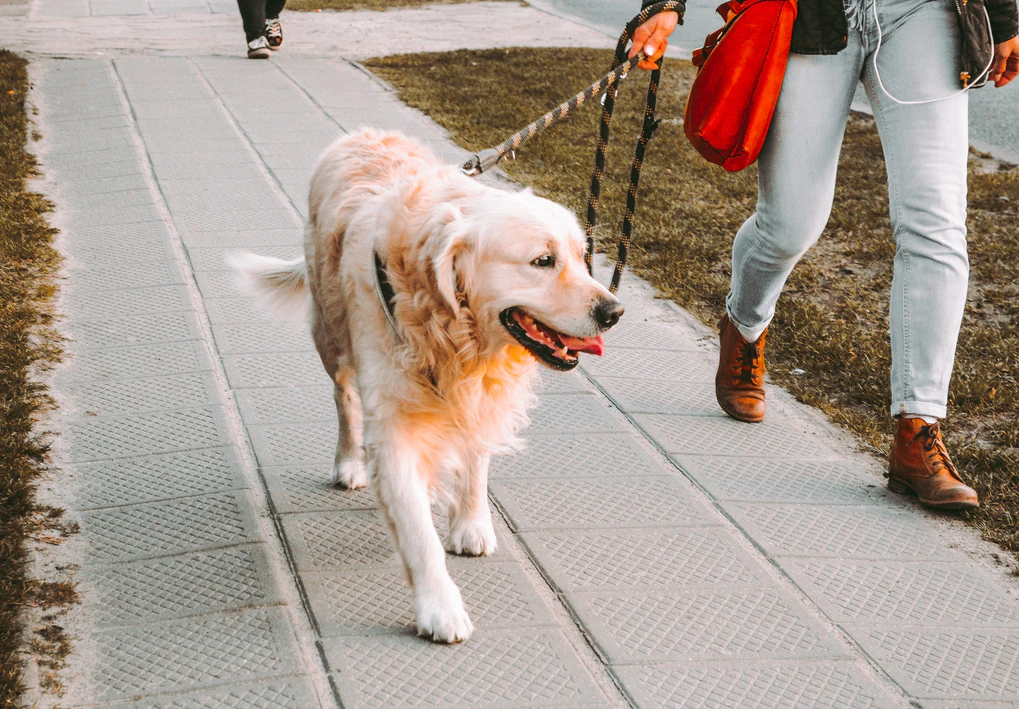 Person taking a dog for a walk