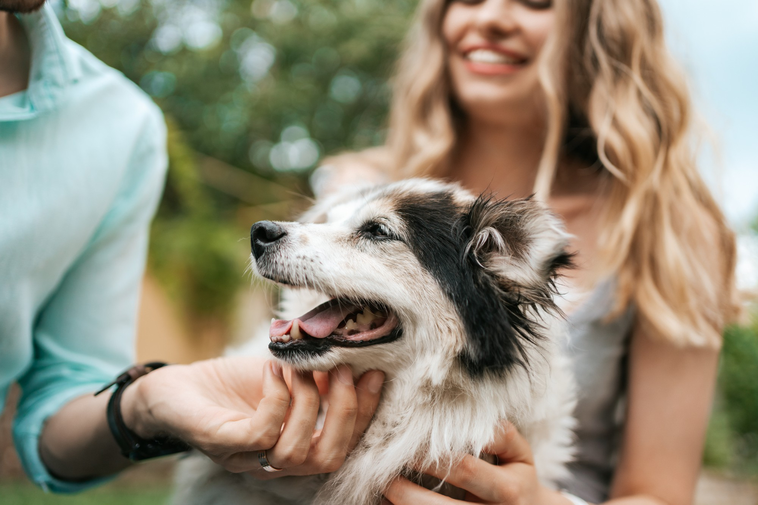 This is the image of a happy dog.