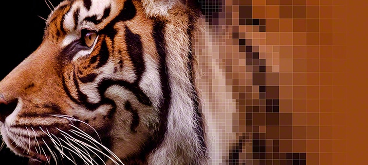 Close up of the fur markings of a tiger