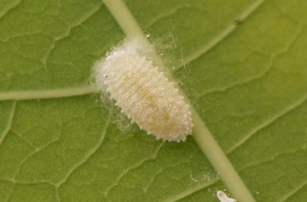 Mealybug | A mealybug (phenacoccus herreni) on cassava leaf,… | Flickr