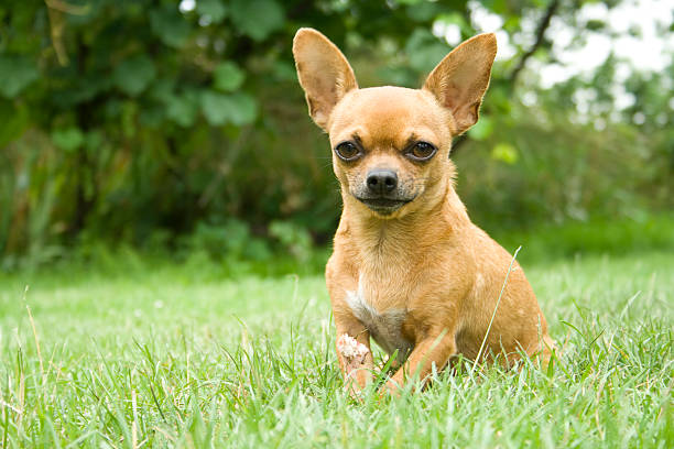 Importance of Knowing Your Chihuahua's Basic Info