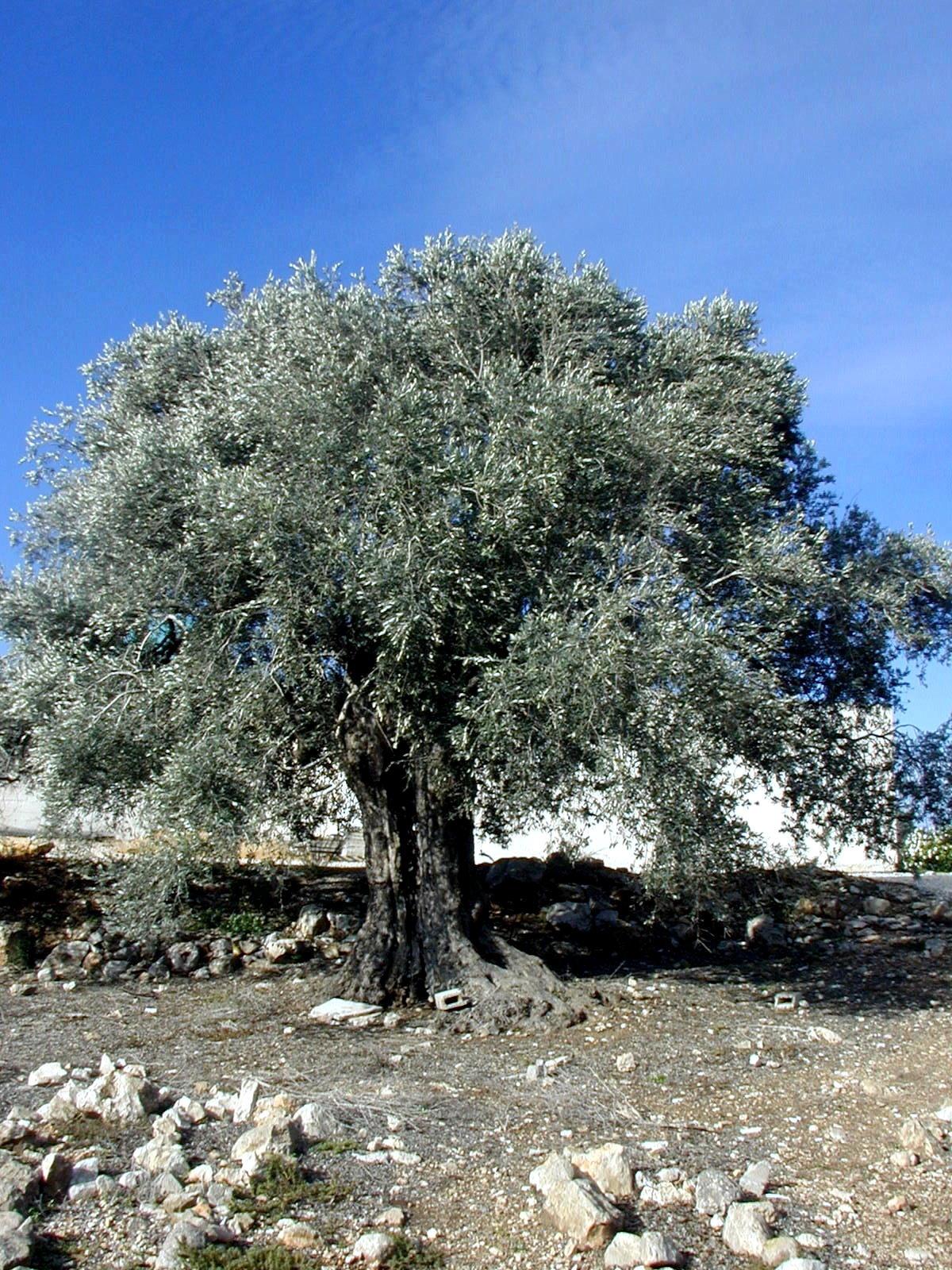 P1010001