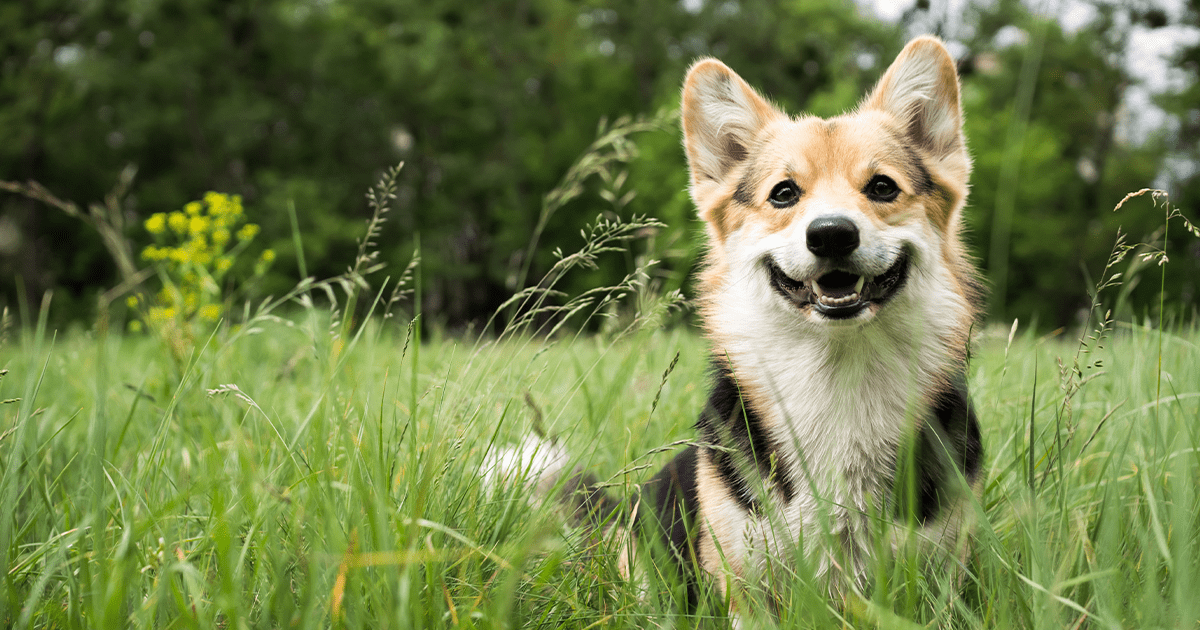 Small dog sitting in tall grass in front of forested area