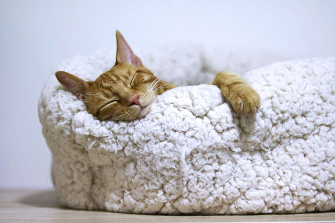 Why do cats sleep so long?