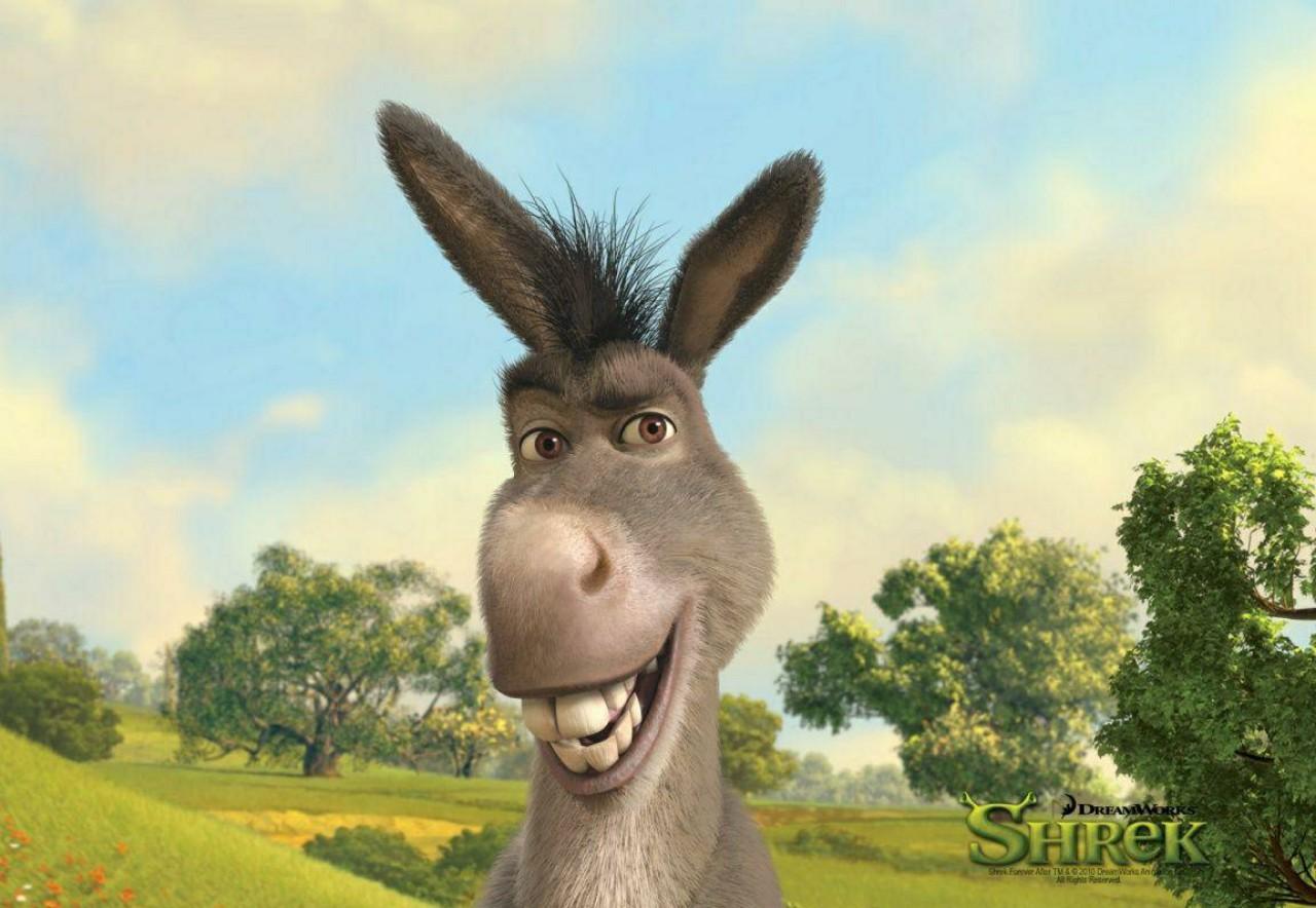 Donkey that can makes everyone laugh