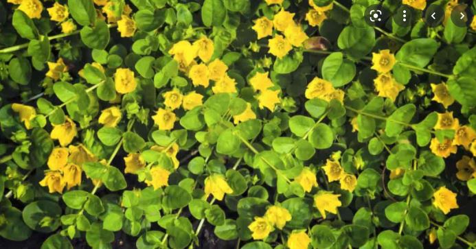 Picture of a creeping jenny plant in a backyard pond landscaped by the Colorado Pond Pros.