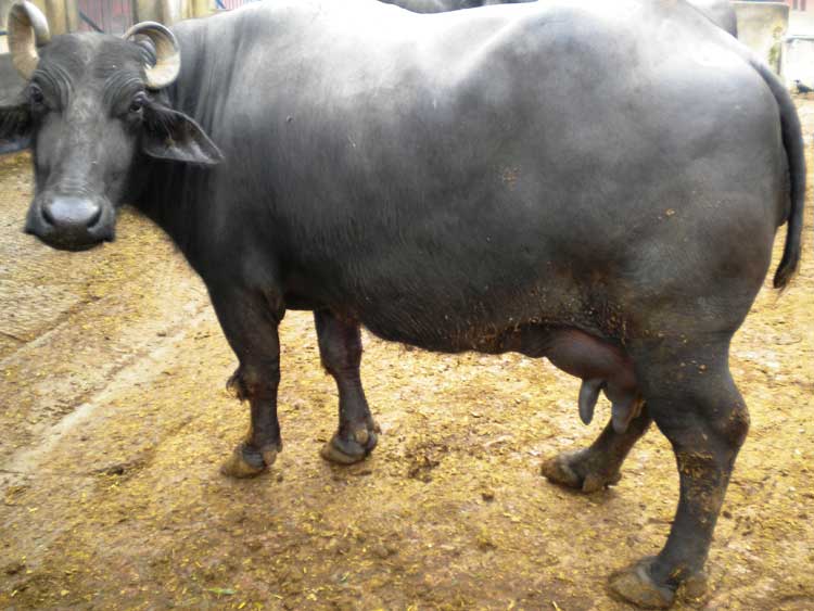 Cambios de comportamiento durante la labor de parto en la búfala. De pie con la cabeza girada hacia un lado y con mirada ansiosa.