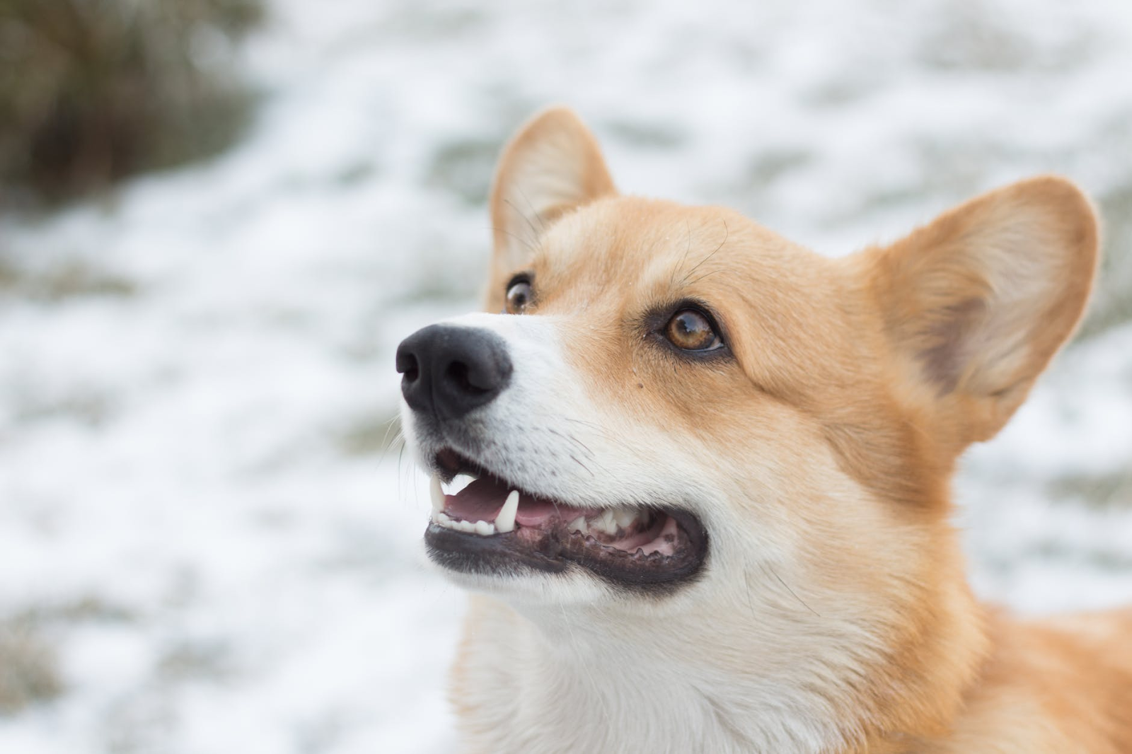 Taking Care of Your Dog's Paws in Winter 