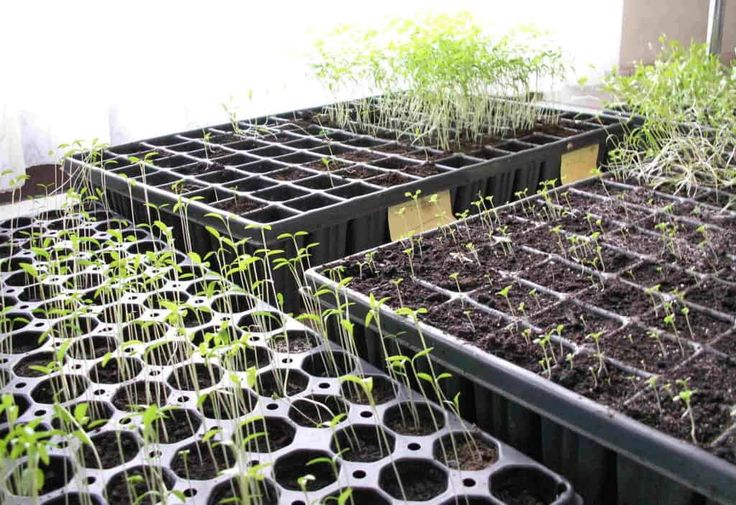 When do you remove the humidity dome for seedlings