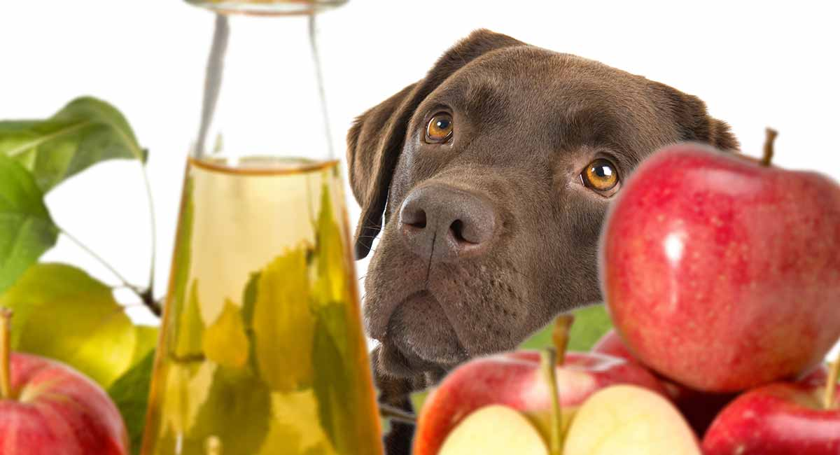 Can Dogs Have Vinegar - Everything You Need To Know