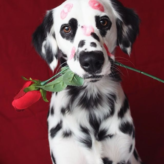 Charlie the long haired Dalmatian