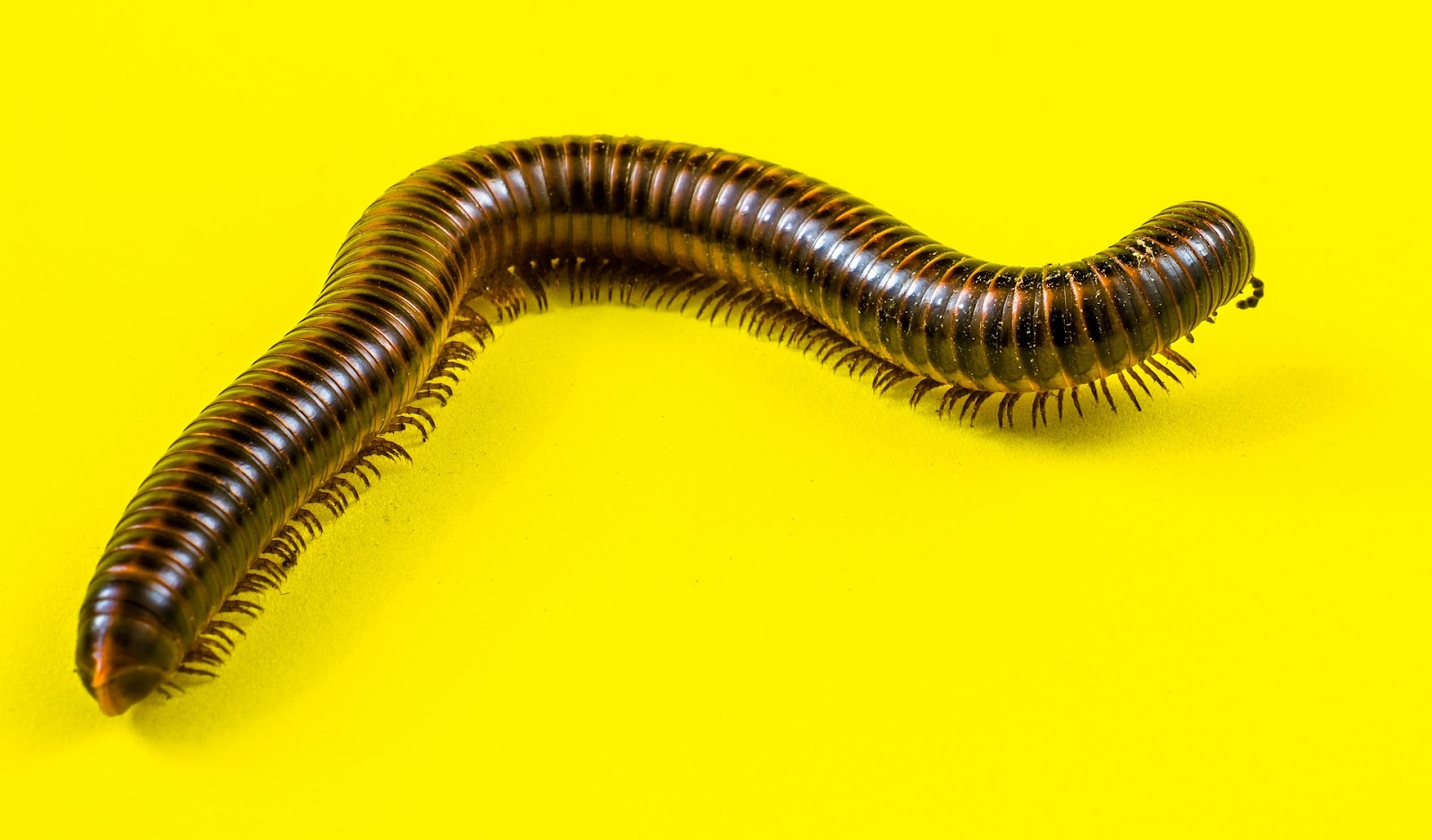 A picture of a millipede against a bright yellow background.