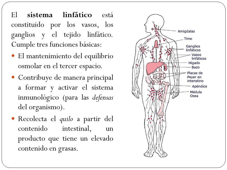 Image result for el sistema linfatico esta formado por