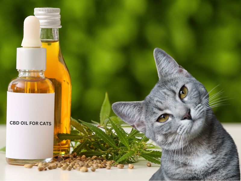 cbd-oil-for-cats