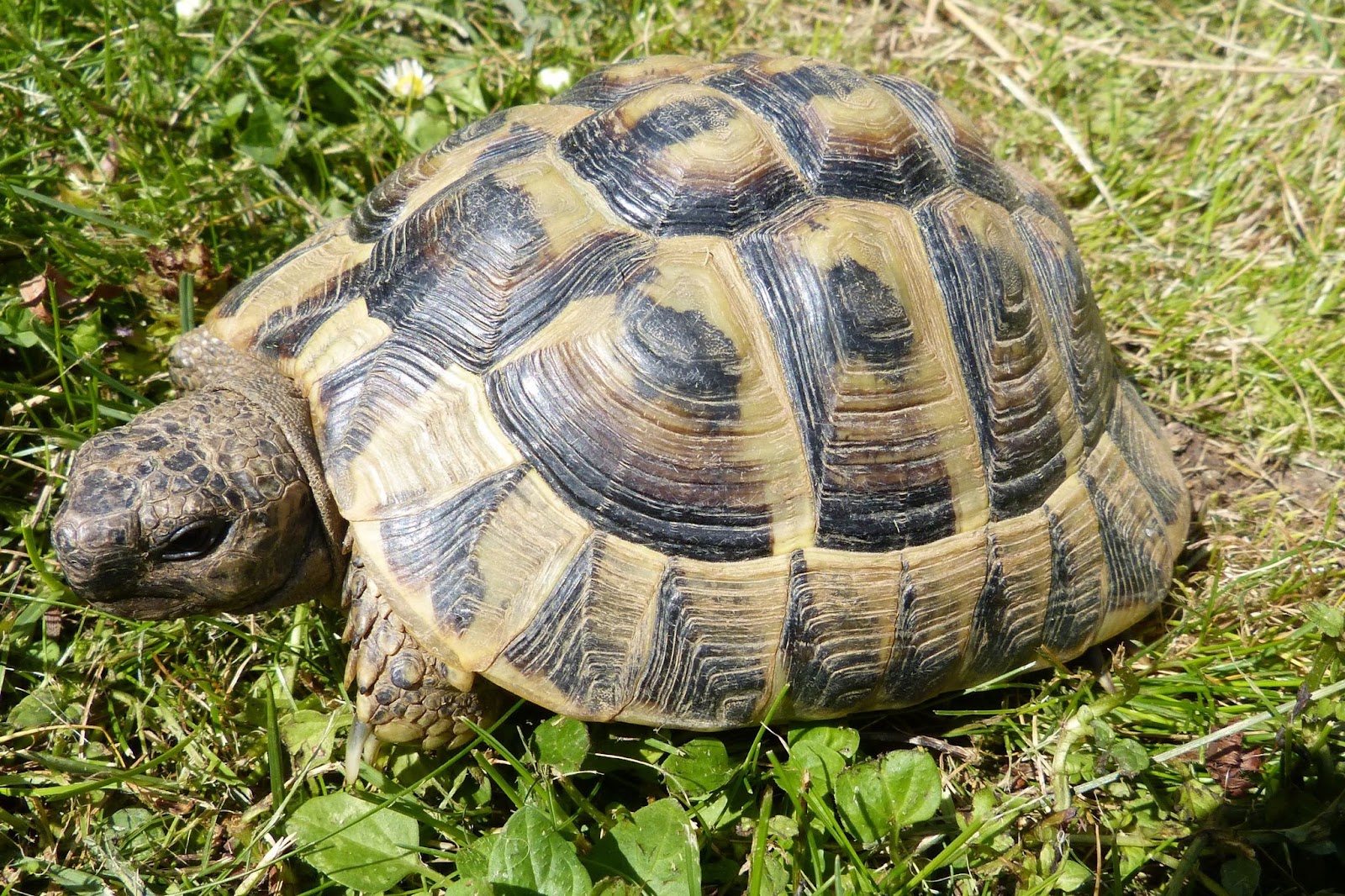 Harmanns Tortoise