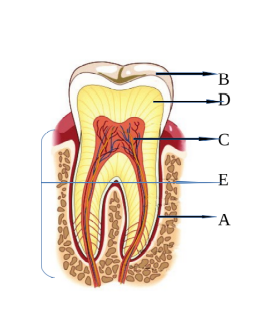 A. Connective tissue holds tooth in the socket of gum 
B. The hardest part 
C. Soft connective tissue with blood vessels and nerves
D. Living tissue forms tooth	
E. The part that held inside the gum