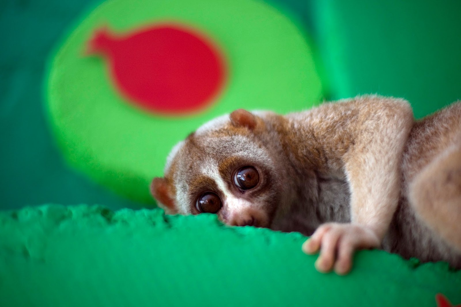 Slow Loris