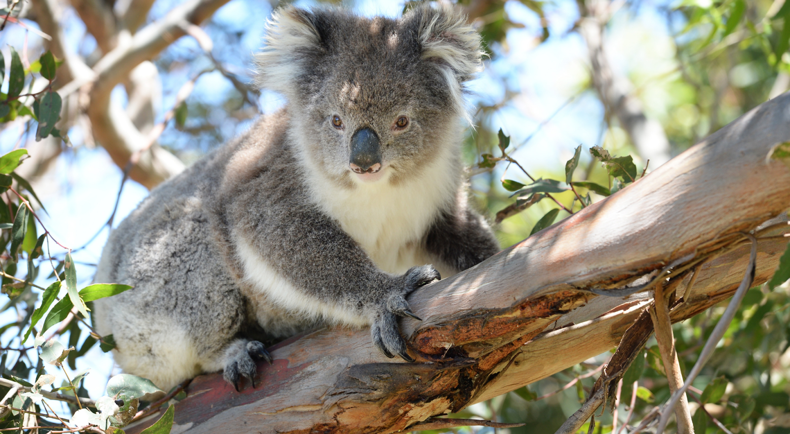 A to Z Bucket List - view of koala in a tree at the Queensland's Lone Pine Koala Sanctuary