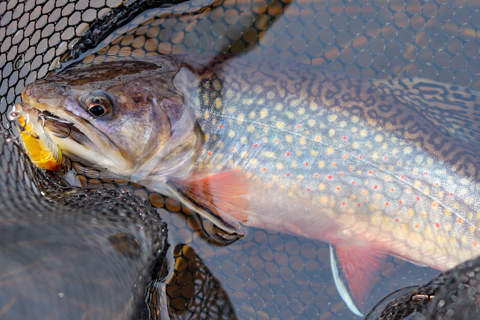 Simplicity and solitude are some of the advantages of trout fishing