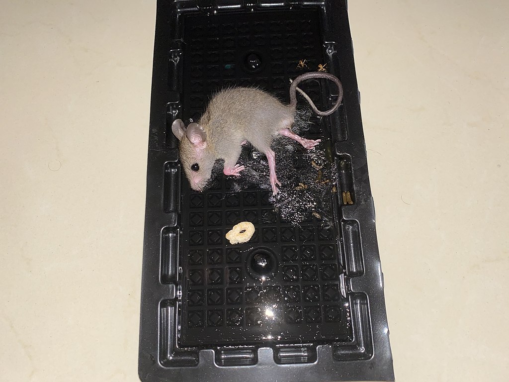 Mice Removal 