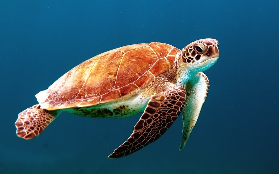 Free photo: Turtle, Tortoise, Swim, Sea Turtle - Free Image on ...