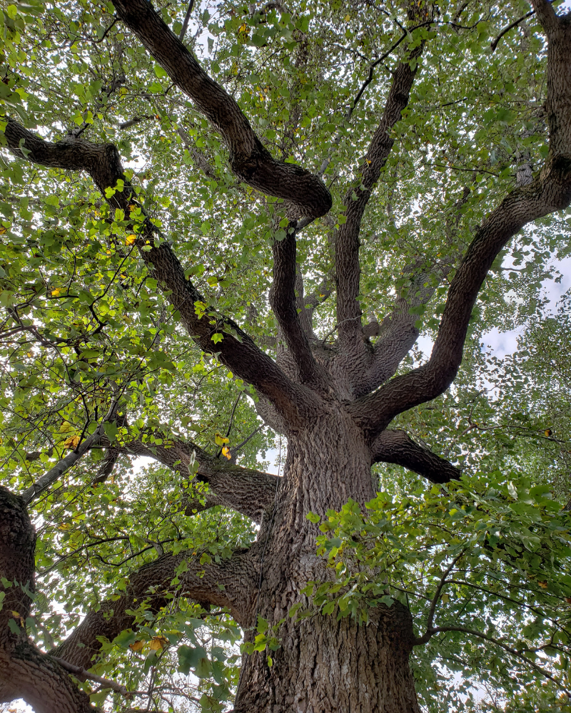 Fire Characteristics of Tulip Poplar Wood