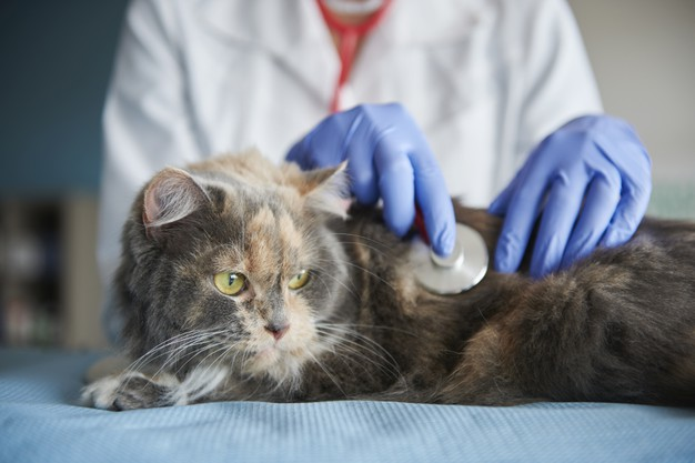 ข้อระวังที่ควรรู้สำหรับการให้วัคซีนแมว