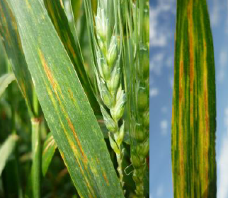 Sintoma da doença estria bacteriana no trigo