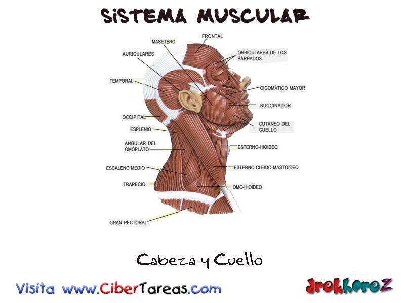 Image result for • El sistema muscular