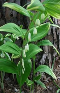 solomon's seal