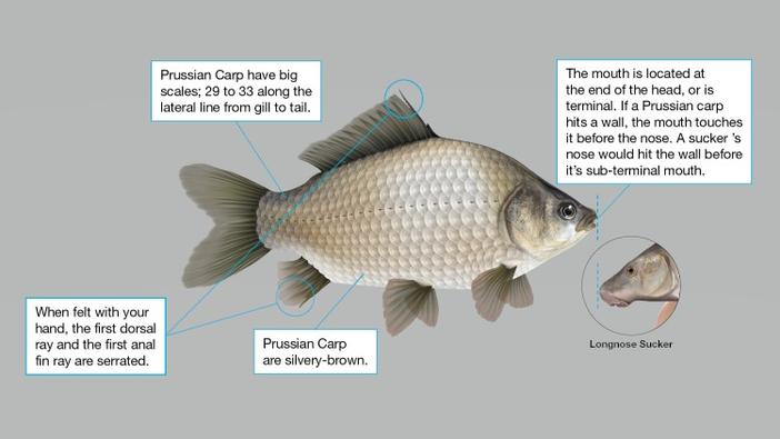 A Prussian carp with text boxes describing key identification features
