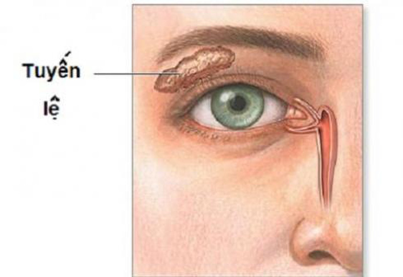 Vị trí tuyến lệ chính