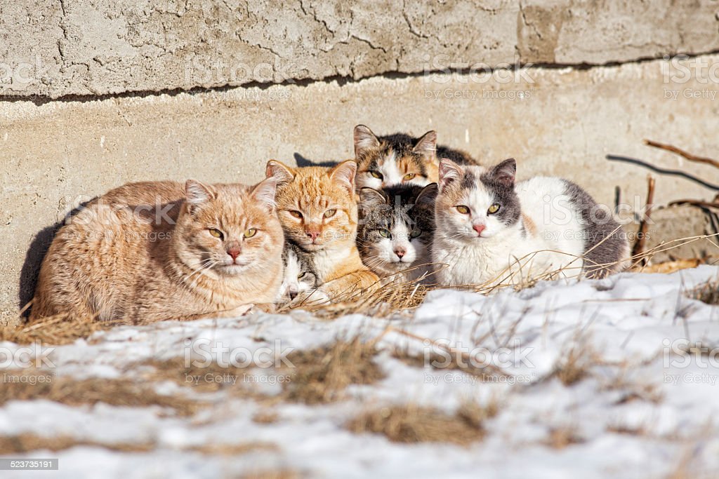 วิธีกำจัดแมวเพื่อนบ้านและแมวจรจัดให้ไกลจากบ้านและสวนของคุณ 3