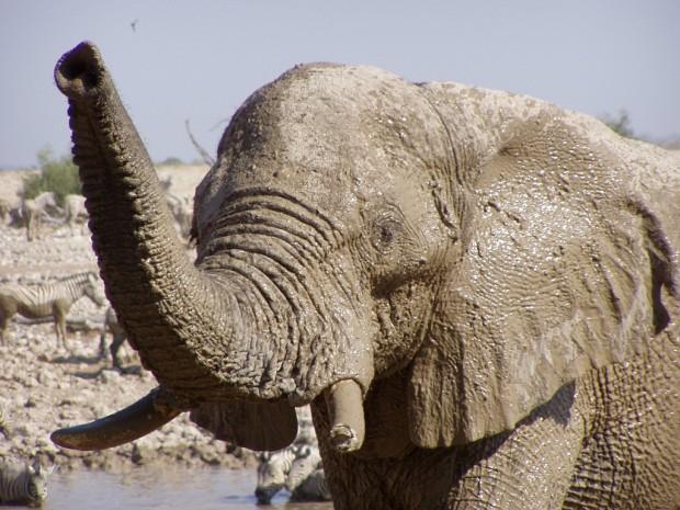 Африканский саванный слон (лат. Loxodonta africana) (англ. African elephant)