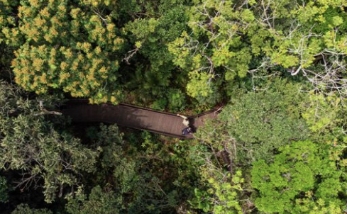 Floresta com árvores em volta

Descrição gerada automaticamente