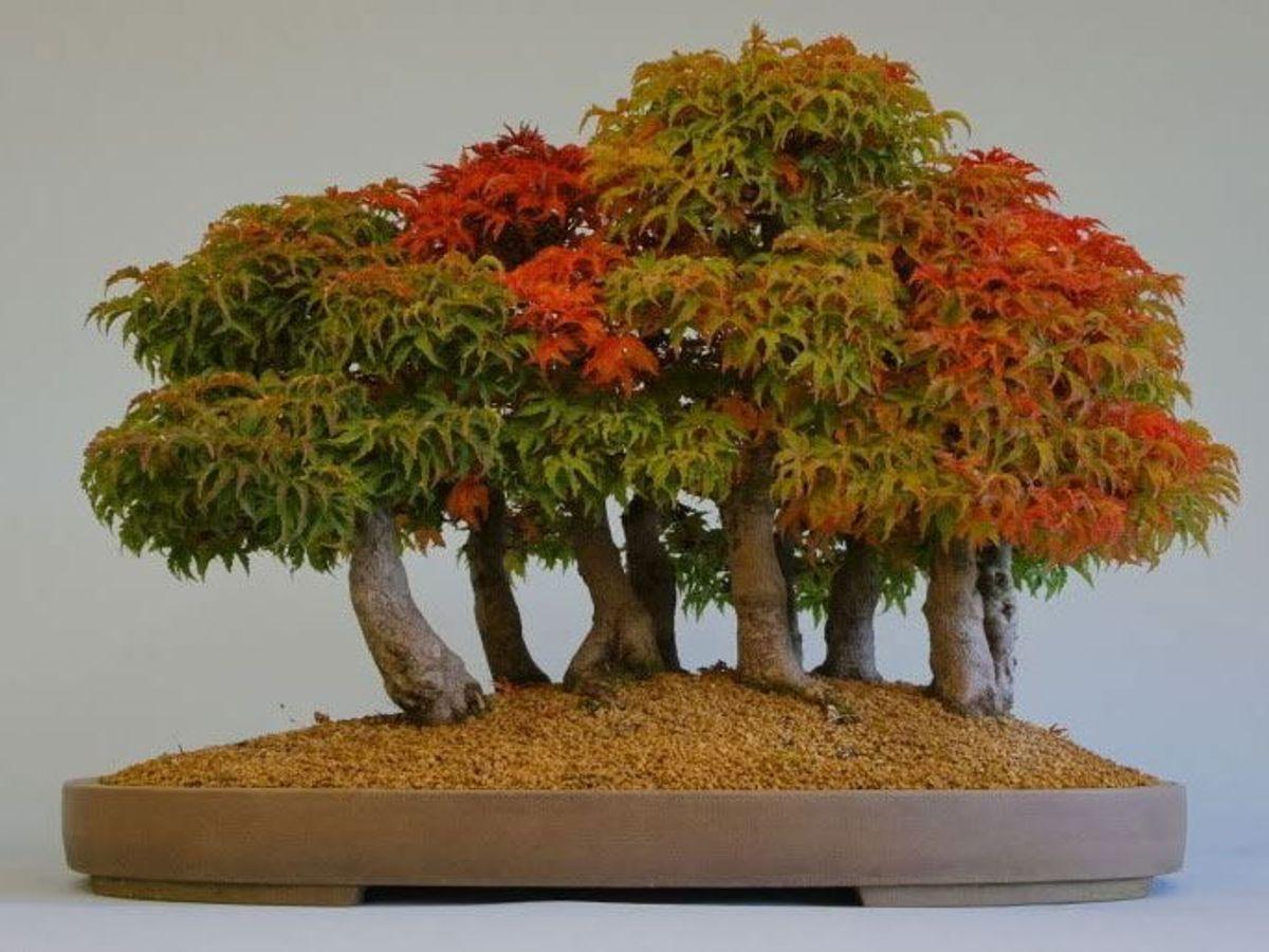 How to Form Your First Bonsai Forest