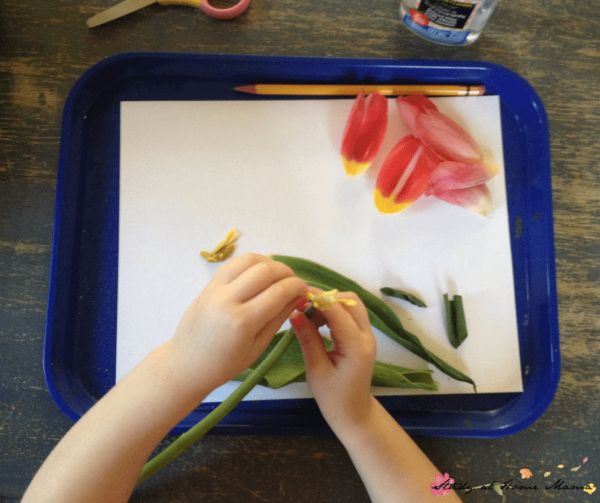 a child's hands pulling petals off a flower