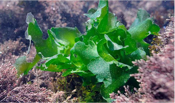 Sea Lettuce