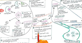 formation of bilirubin in phagocytes cells and liver