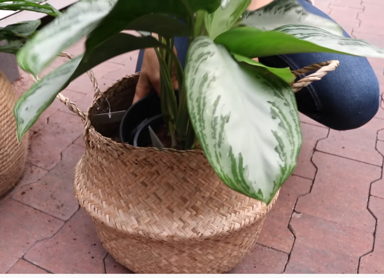 Plant with inner and outer pots