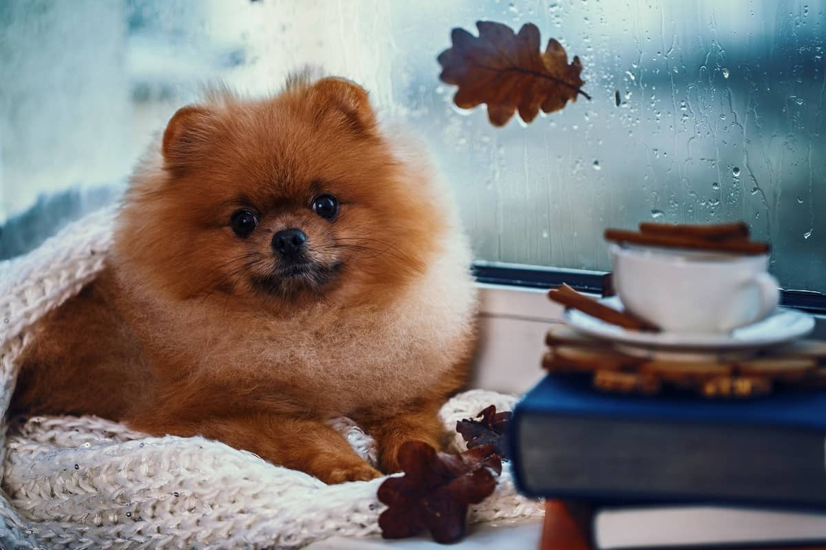 la lluvia me da sueño