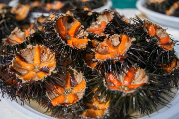 species of urchin in Fiji
