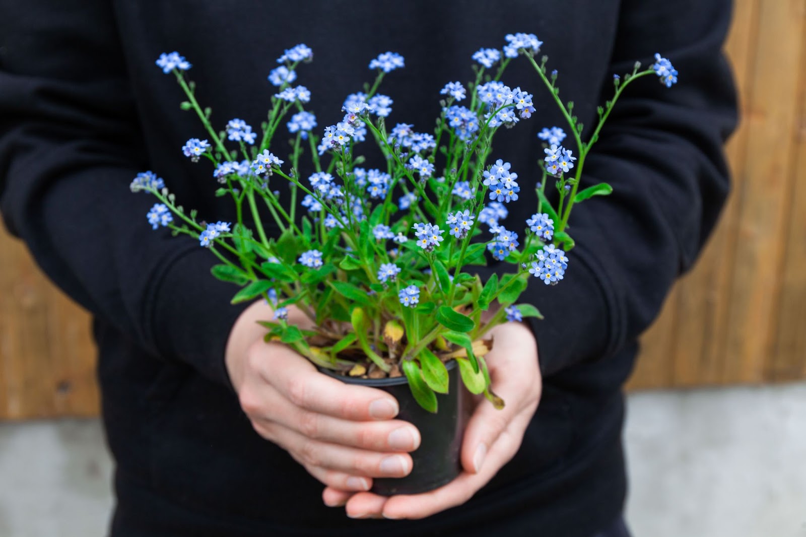 A pot of forget-me-nots held in hands