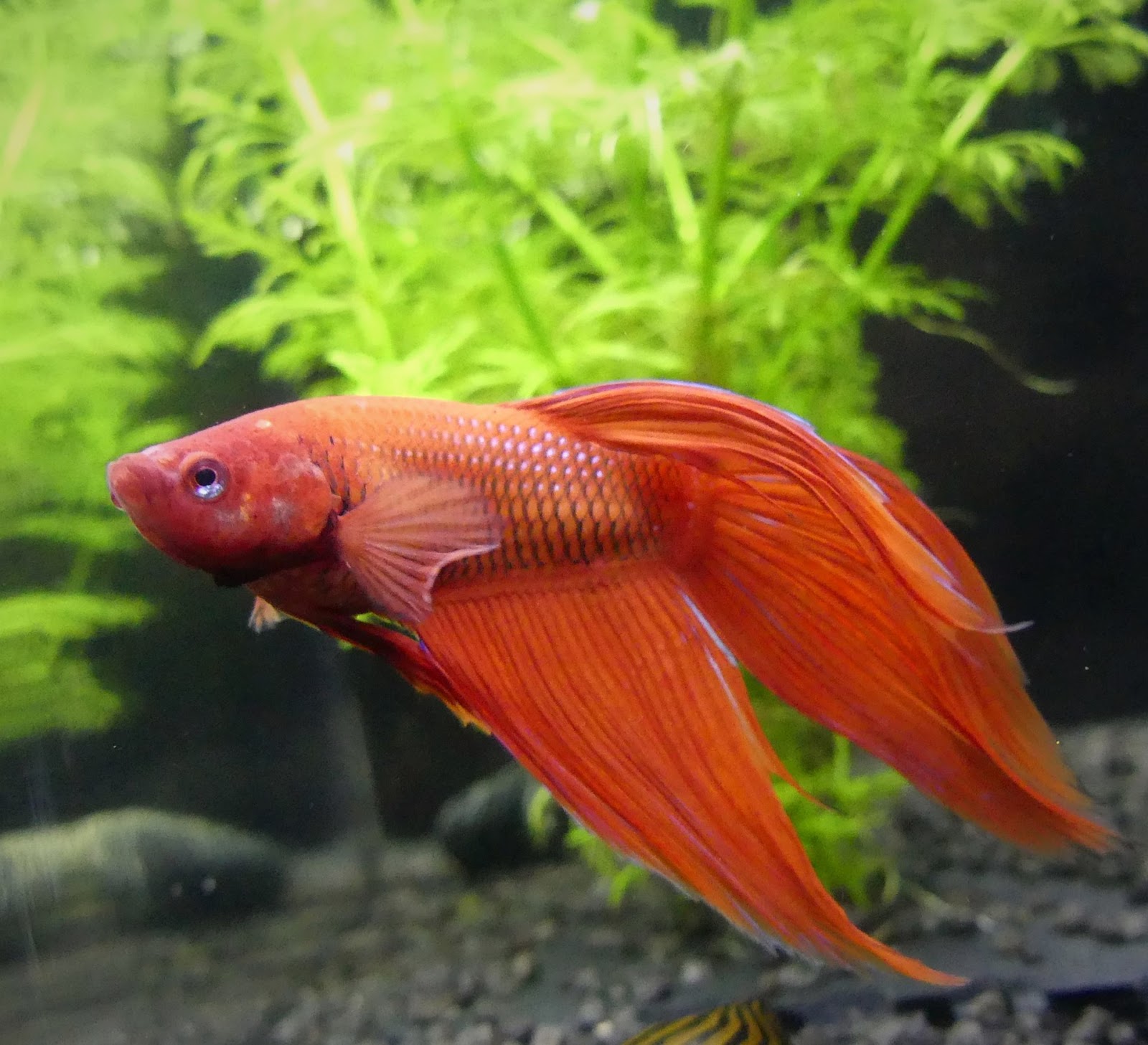 Red betta