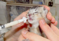 Tube feeding kittens requires skill