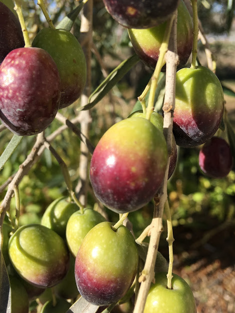 aceitunas en rama